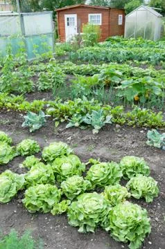 Lettuce on a patch Stock Photos