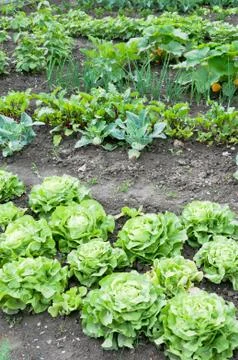 Lettuce on a patch Foto stock