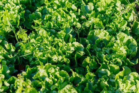 Lettuce Patch Under Sunlight Stock Photos