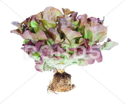 Lettuce Stock Photos