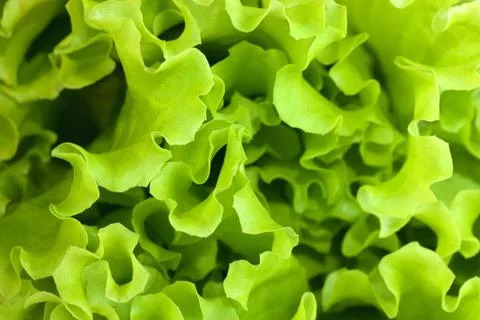 Lettuce Stock Photos