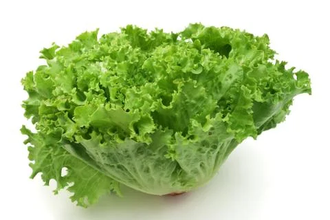 Lettuce Stock Photos