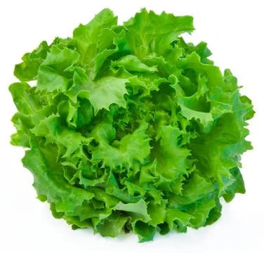Lettuce Stock Photos