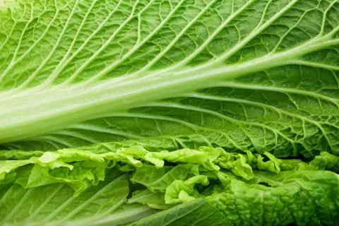Lettuce Stock Photos