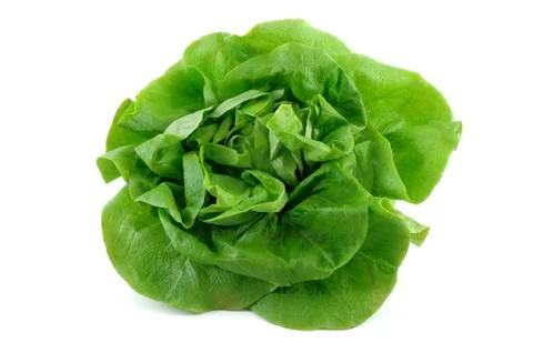 Lettuce Stock Photos