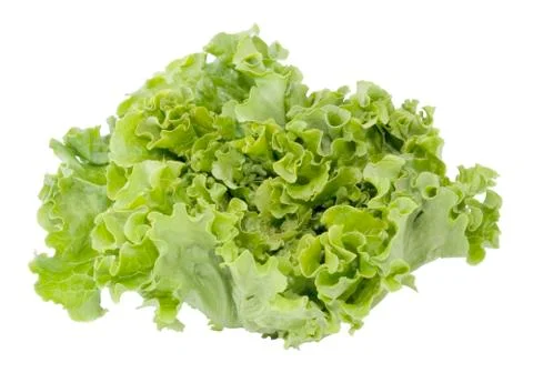 Lettuce Stock Photos