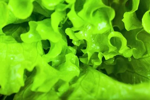 Lettuce Stock Photos