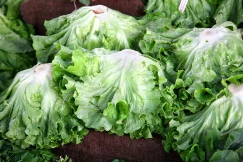 Lettuce Stock Photos