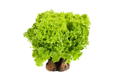 Lettuce Foto stock