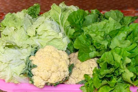 Lettuce Stock Photos