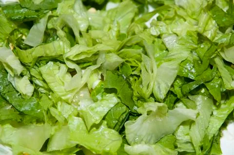 Lettuce Stock Photos