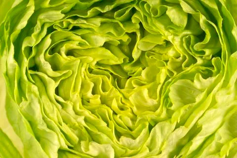 Lettuce Фото