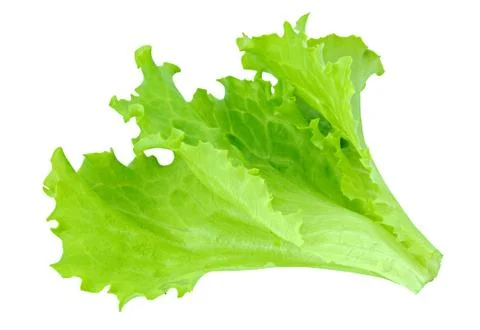 Lettuce Stock Photos