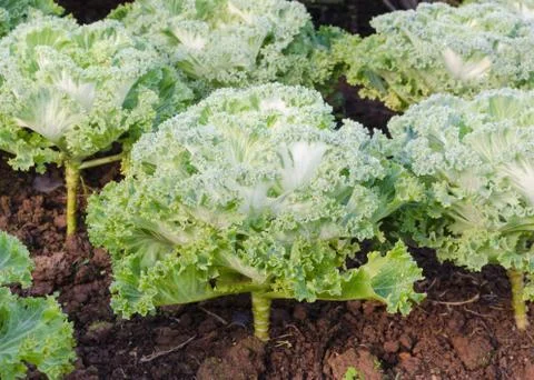 Lettuce Stock Photos