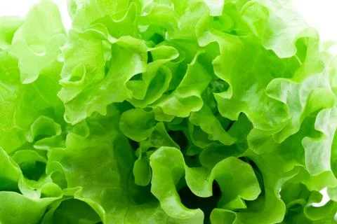 Lettuce Stock Photos