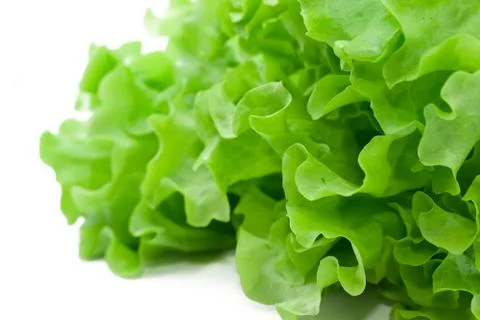 Lettuce Stock Photos