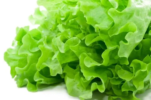 Lettuce Stock Photos