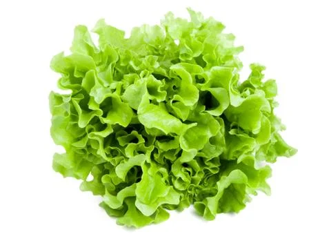 Lettuce Stock Photos