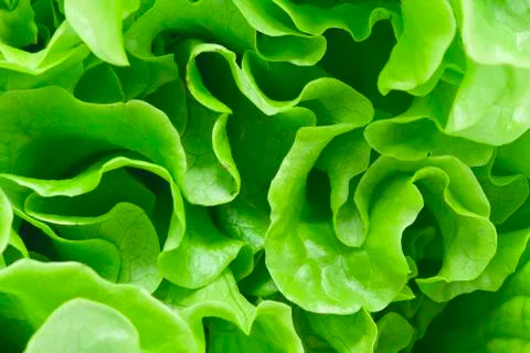Lettuce Stock Photos