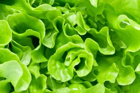 Lettuce Stock Photos