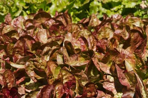 Lettuce 스톡 사진