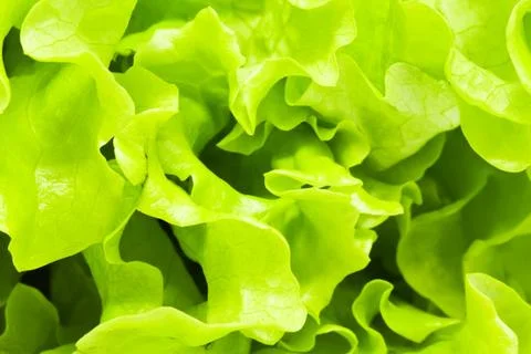 Lettuce Stock Photos