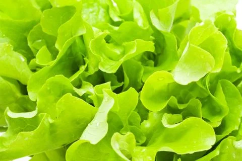 Lettuce Stock Photos