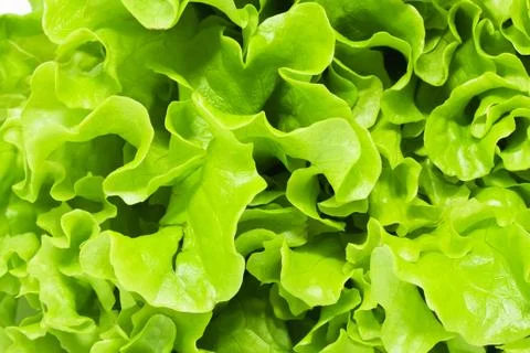 Lettuce Stock Photos