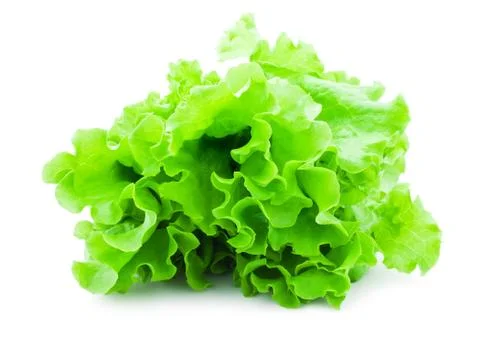Lettuce Stock Photos