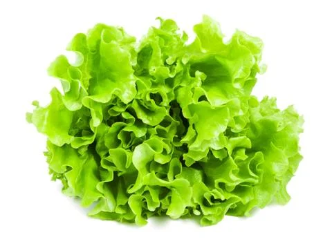 Lettuce Stock Photos