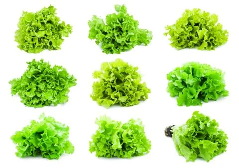 Lettuce Stock Photos