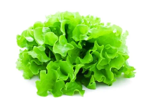 Lettuce Stock Photos