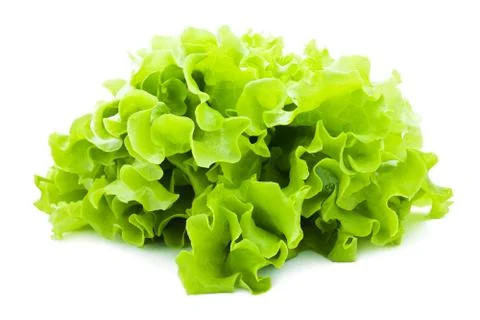 Lettuce Stock Photos