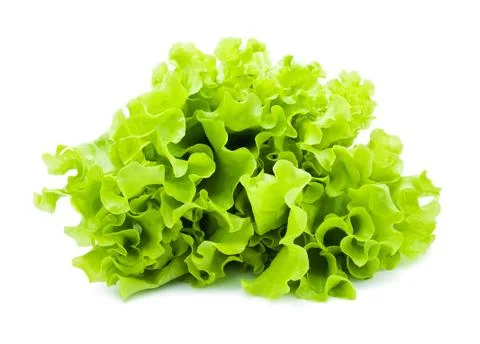 Lettuce Stock Photos