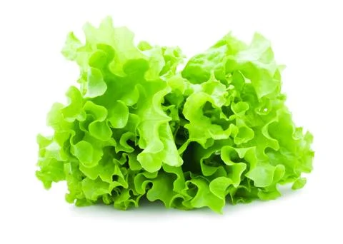 Lettuce Stock Photos