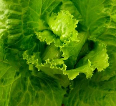 Lettuce 스톡 사진