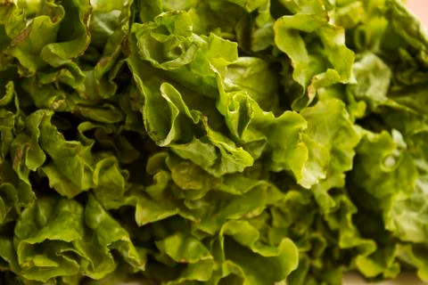 Lettuce Stock Photos