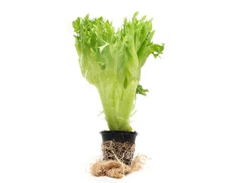 Lettuce Stock Photos
