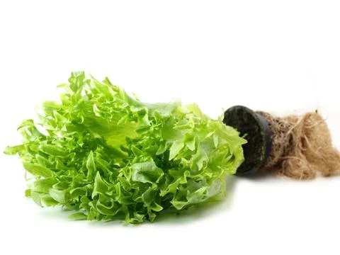Lettuce Stock Photos