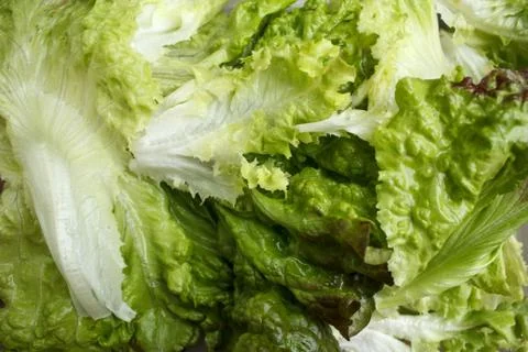 Lettuce Stock Photos