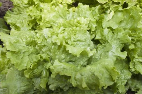 Lettuce Stock Photos