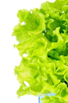Lettuce Stock Photos