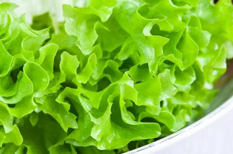 Lettuce Stock Photos
