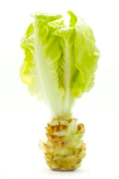 Lettuce Stock Photos
