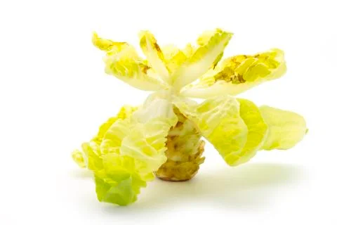 Lettuce Stock Photos