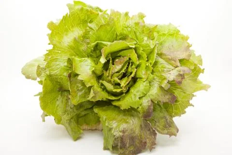 Lettuce Stock-Fotos