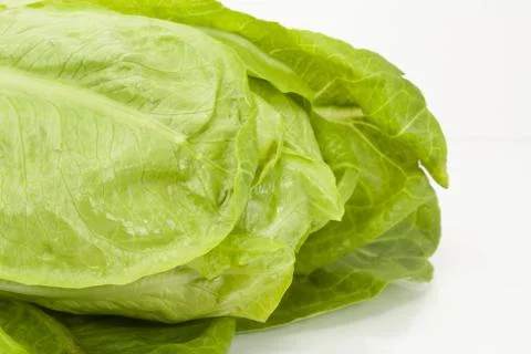 Lettuce Stock-Fotos