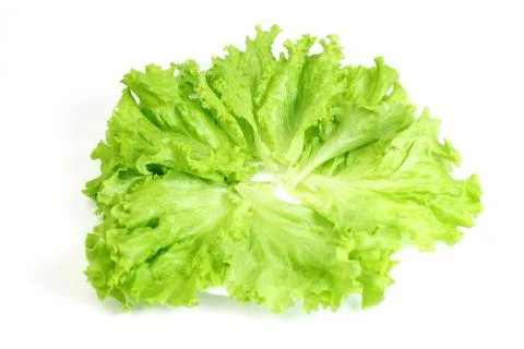 Lettuce Stock Photos