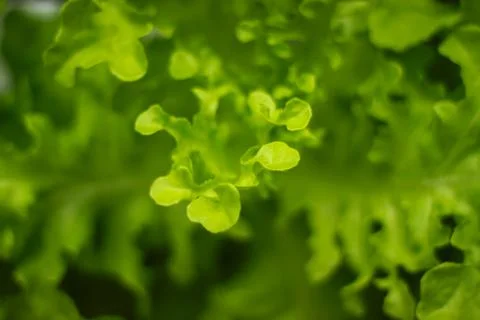 Lettuce Stock Photos