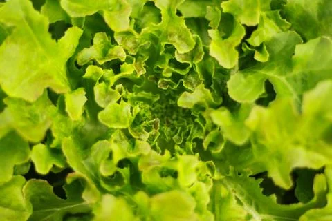 Lettuce Stock Photos